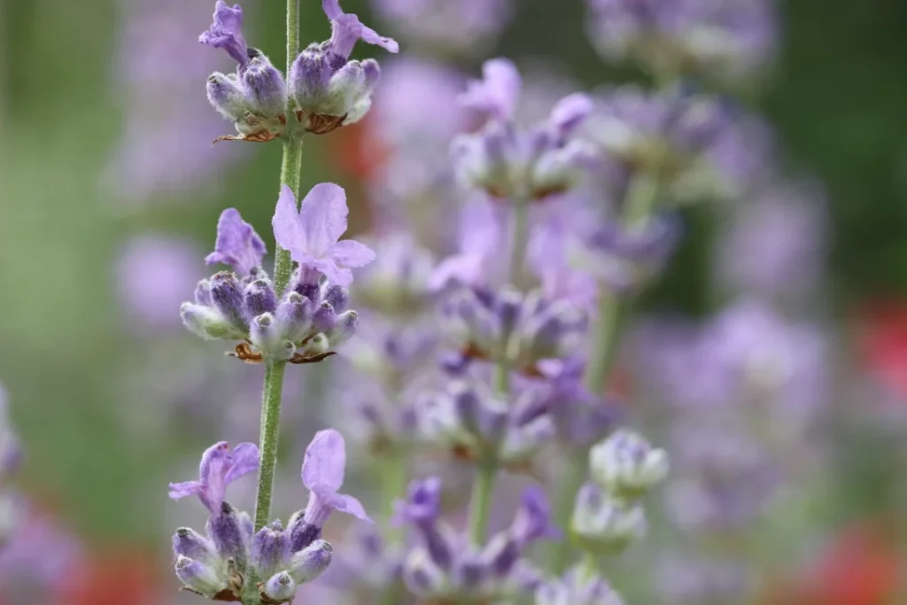 Fleurs de lavande - plante médicinale qui aide à mieux dormir