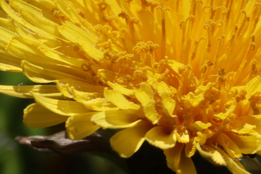 Le pissenlit, l'une des plantes médicinales utilisées pour l'Humidité et les Glaires en médecine traditionnelle chinoise.