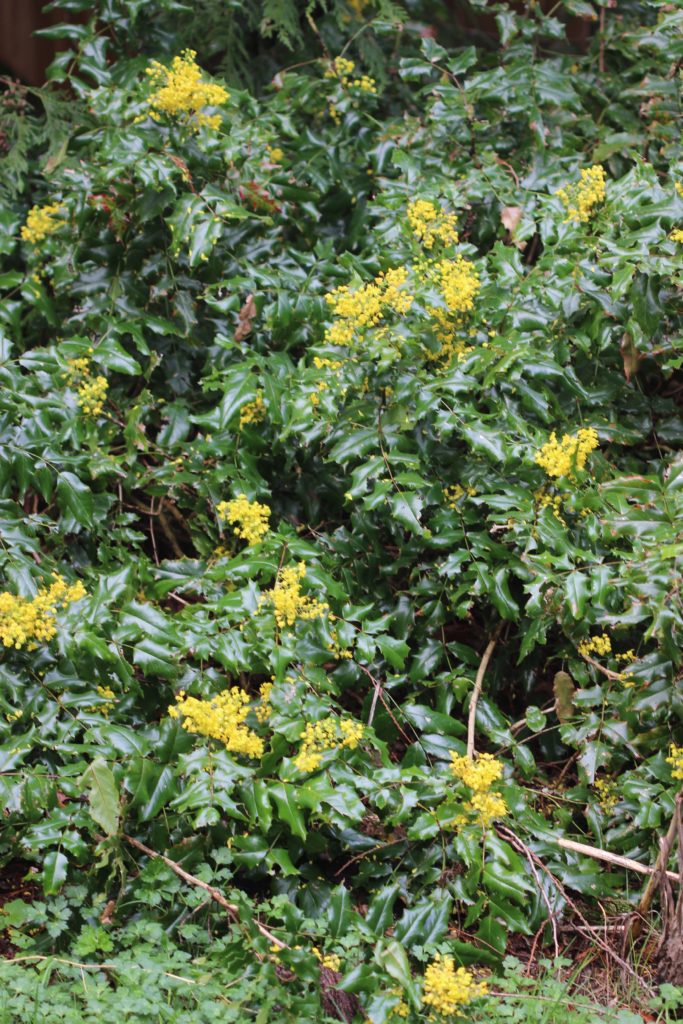 Raisin des montagnes - Mahonia aquifolia, une plante qui aide à la digestion lors d'allergies et d'intolérances alimentaires