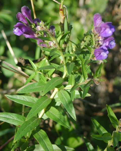 Sommités fleuries de scutellaire, l'une des plantes médicinales utilisées pour les cas en épuisement et en burn out.