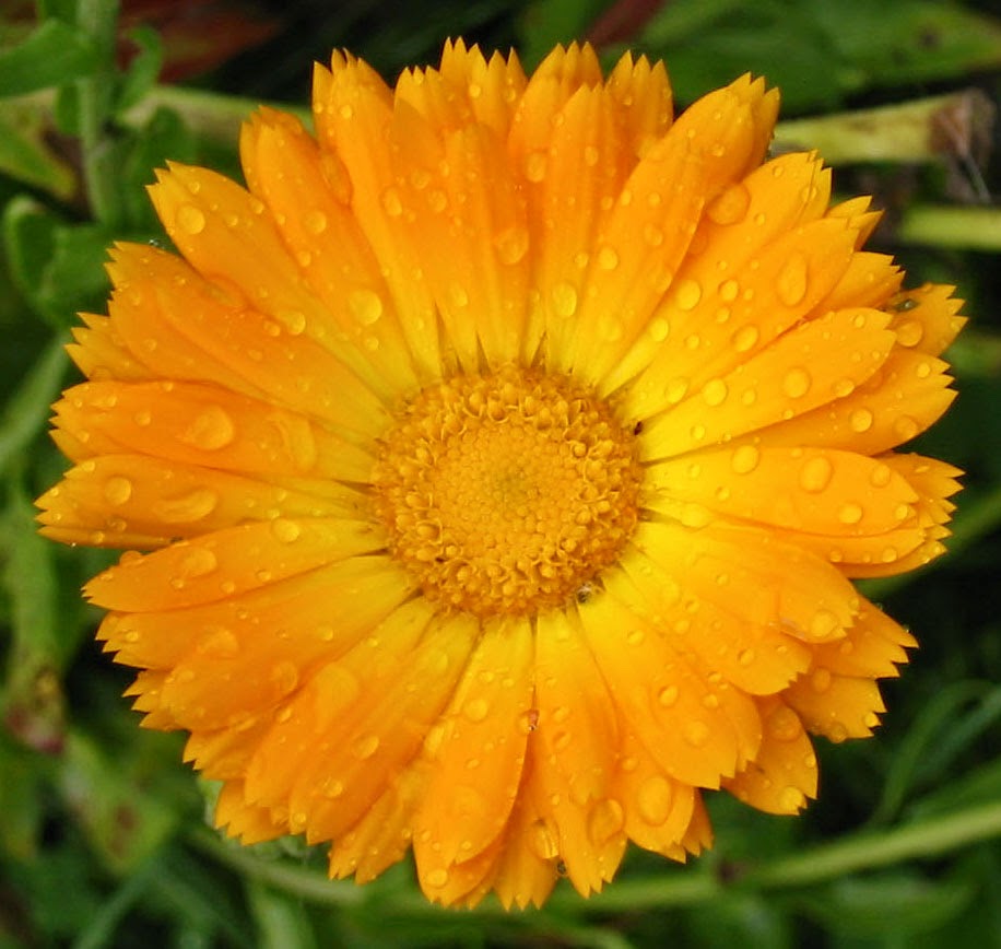 Fleur de calendule, l'une des plantes médicinales qui aide aux problèmes digestifs tels que les gaz, la diarrhée et la constipation.