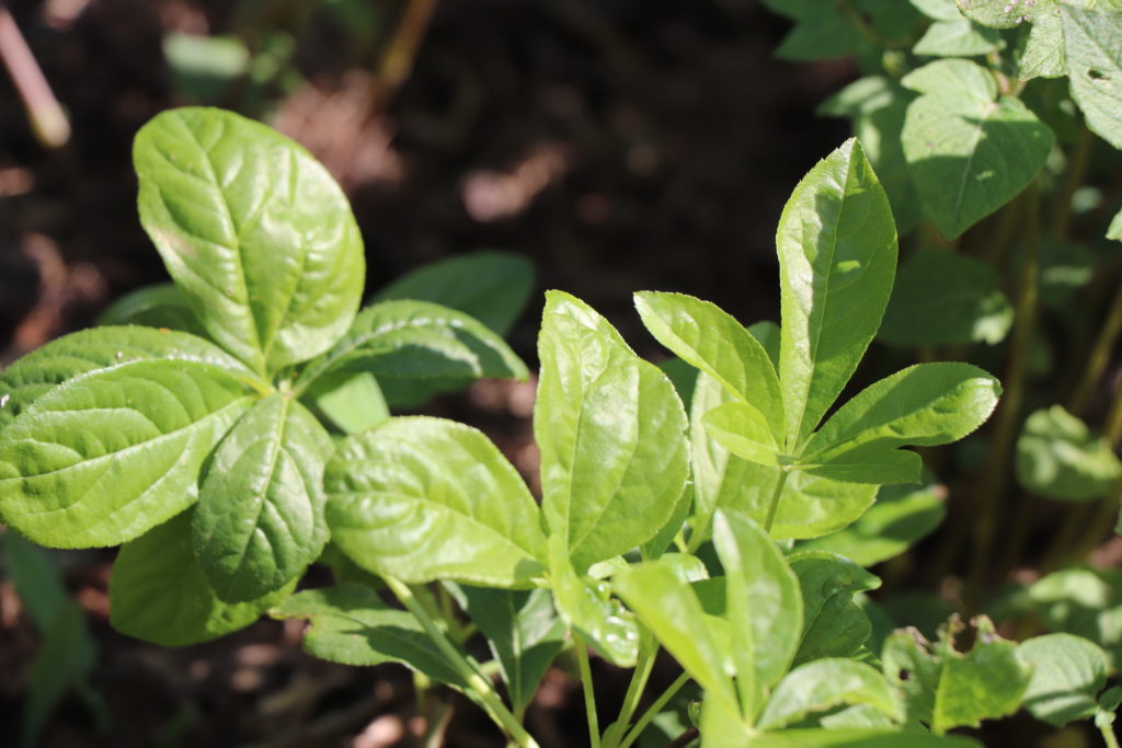 L'astragale, l'une des plantes adaptogènes qui soutient système immunitaire et énergie.