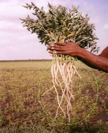 Les racines d'ashwaganda, l'une des plantes médicinales qui aide avec hyperactivité et déficit d'attention.