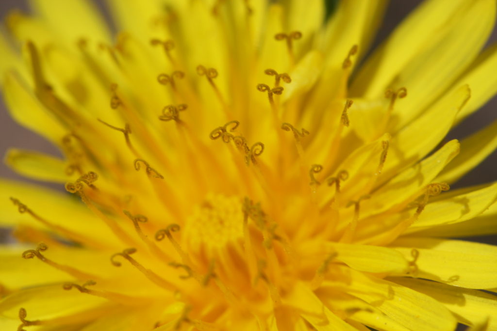 Fleur de pissenlit, l'une de mes plantes médicinales préférées en tant que herboriste