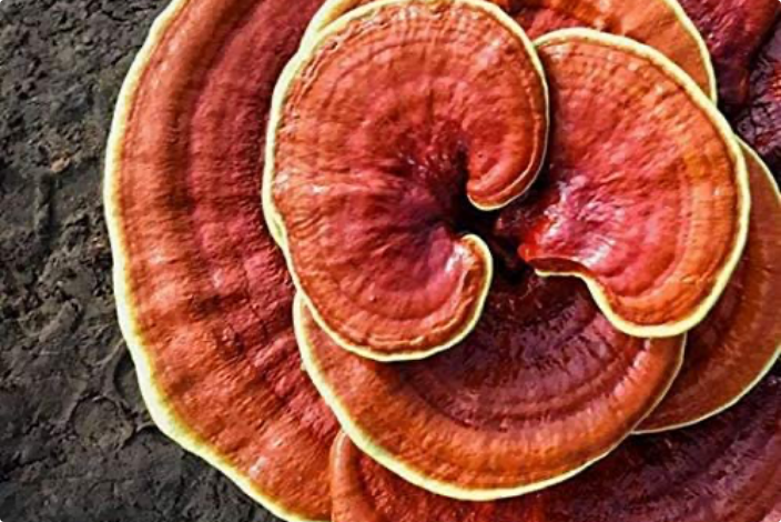 Le reishi, l'un des champignons médicinaux pouvant aider au soutien du cancer du sein
