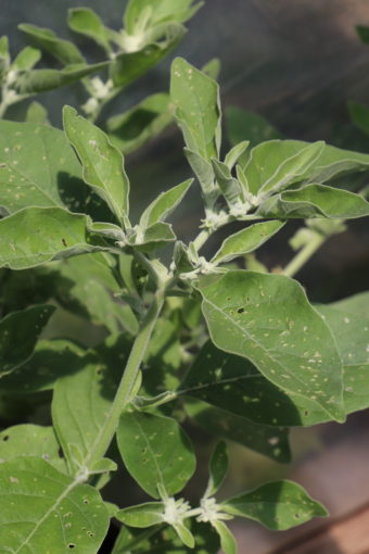 Ashwagandha - Whitania somnifera, l'une des plantes médicinales utilisées pour les gens diagnostiqués avec hyperactivité ou un TDAH