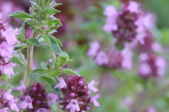 Les fleurs de thym peuvent aider à surmonter les obstacles à la guérison de la maladie de Lyme.