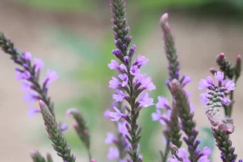 Verveine - sommités fleuries