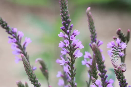 Verveine - sommités fleuries