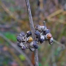 Vitex - Gattilier - baies